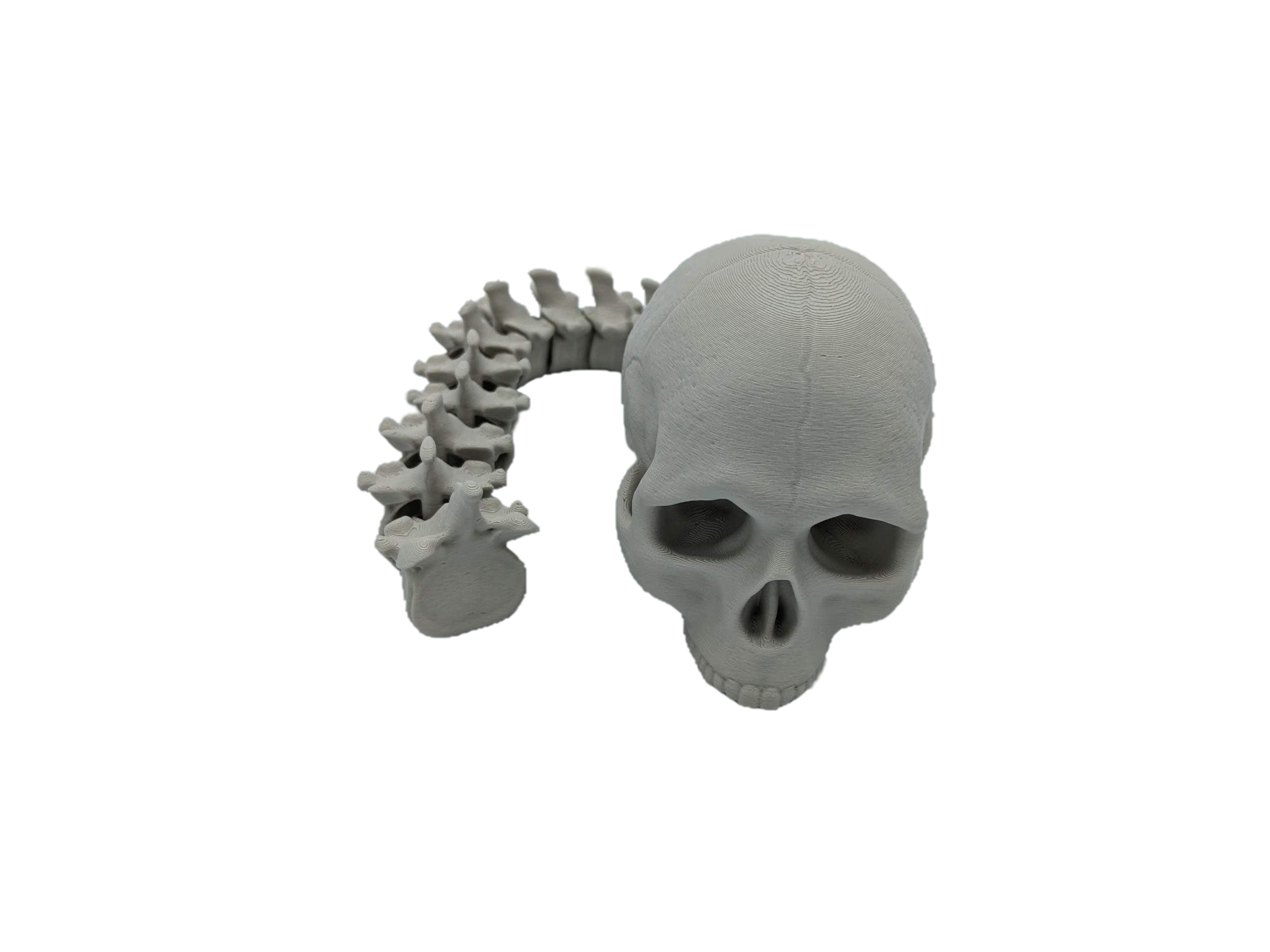 Predator Skull